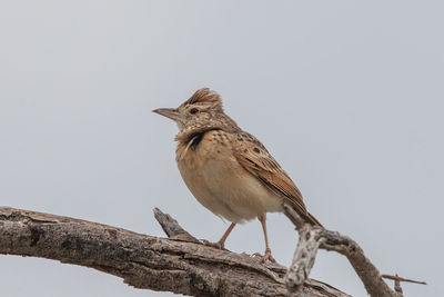 Low angle view of bird perching on branch against clear sky