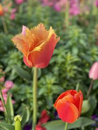 Close-up of orange rose flower