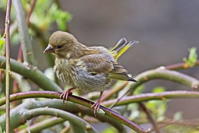 Close-up of green finch perching on branch