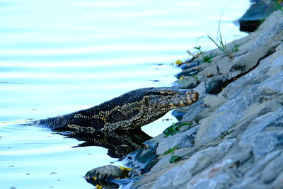 Varanus salvator wild animal in the city he lost way .