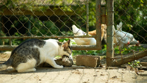 Cat lying on chainlink fence