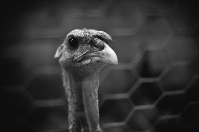 Close-up portrait of a bird