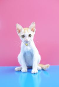 Portrait of cat sitting on pink background