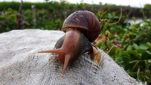 Close-up of snail