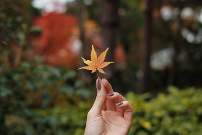 Close-up of hand holding maple leaf