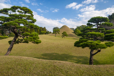 Trees on field against sky