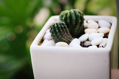 Close-up of succulent plant in pot