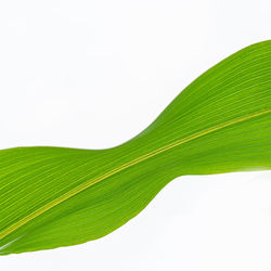 Close-up of green leaves on white background