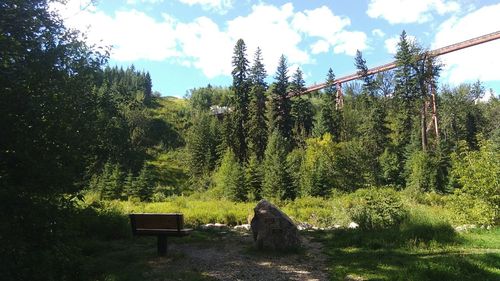 Trees in forest against sky