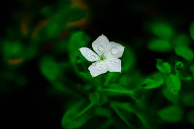 Close-up of wet white flowering plant