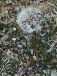 Close-up of dandelion