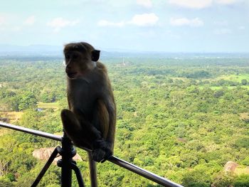 Monkey sitting on landscape against sky