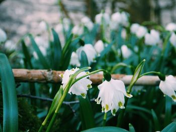 Close-up of white flowering plant on field