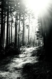 Sun shining through trees in forest