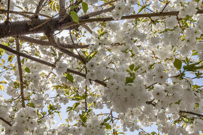 Low angle view of white flowering tree