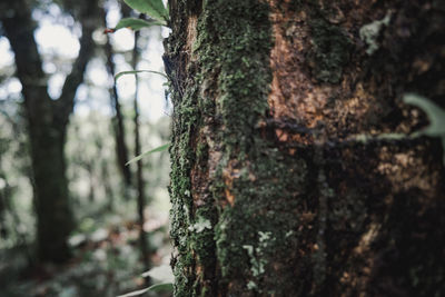 Close-up of moss growing on tree trunk