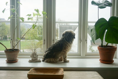 Little dog in the windowsill