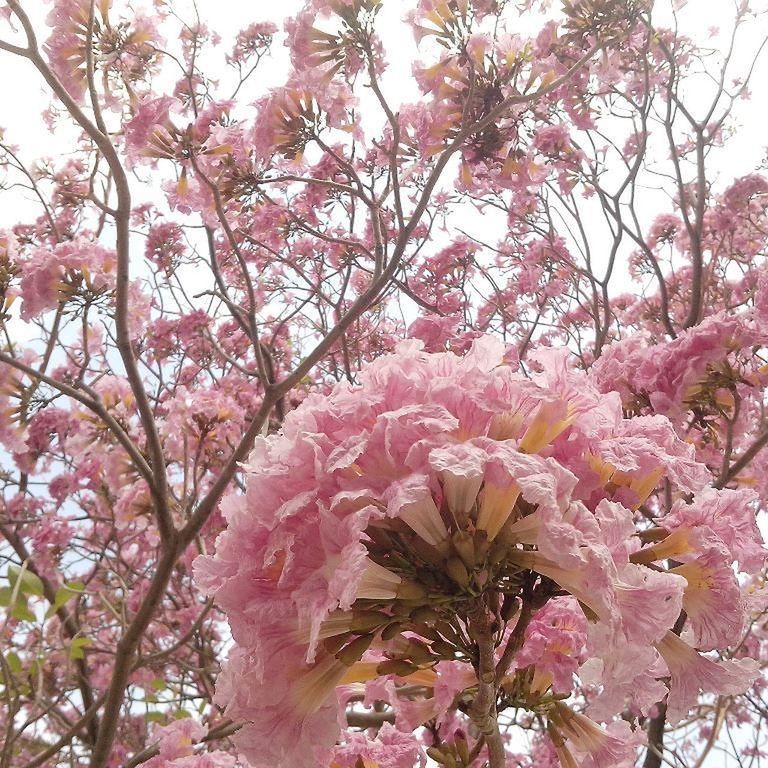 PINK FLOWERS ON TREE