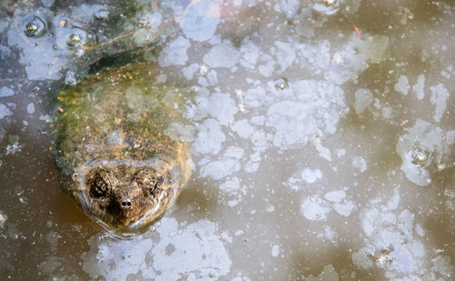 High angle view of frog in lake