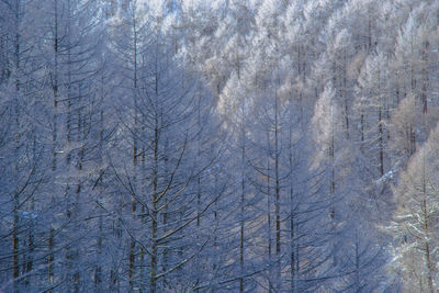 winter