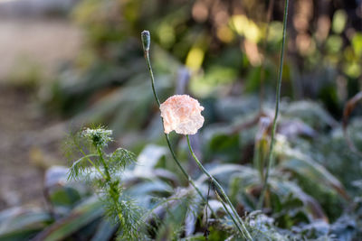 Close-up of flowering plant on snow covered land