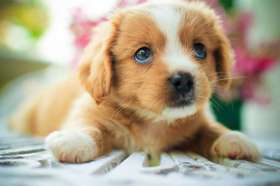 Portrait of cute puppy