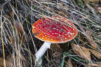 High angle view of fly agaric mushroom