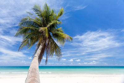 Palm tree on beach against blue sky