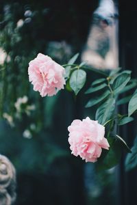 Close-up of pink rose blooming outdoors