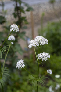 Close-up of white flowering plant