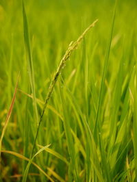 Close-up of crops growing on field