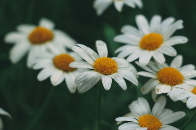 Close-up of white daisy flowers