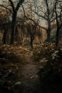 Trees in forest