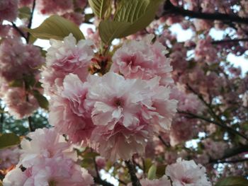 Close-up of pink flowers blooming on tree