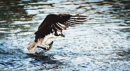 Bird flying over lake
