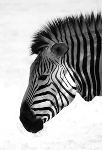 Close-up of zebra on field during winter