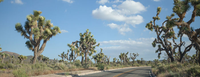 Road amidst trees against sky