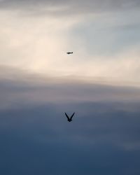 Low angle view of bird flying in sky with plane above