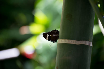 Close-up of butterfly on leaf