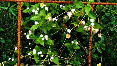 Close-up of plant