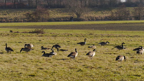 Canada geese on grassy field