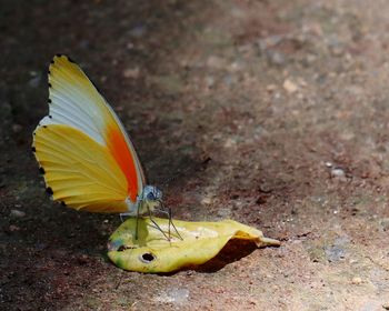 Close-up of butterfly on yellow flower