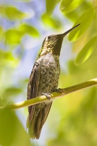 Close-up of bird perching on branch