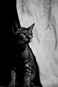 Domestic cat in bw