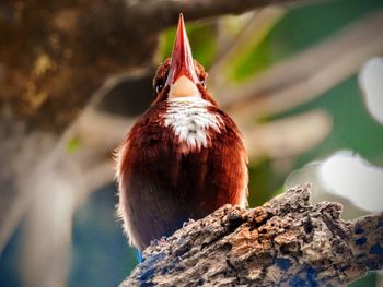 Close-up of bird perching on tree