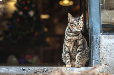 Cat looking away