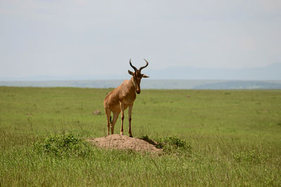 Deer standing on field