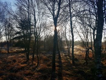 Trees in forest against sky