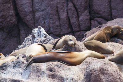 Sea lion resting on a rock with its pack