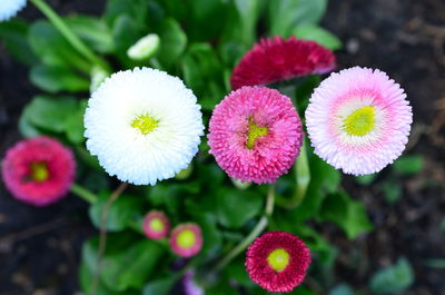 Close-up of pink flowering plants